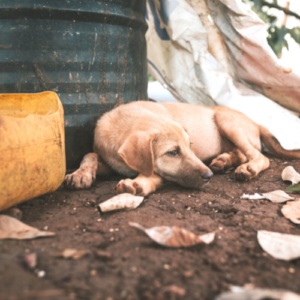 yellow lab dog laying in dirt next to green planter
